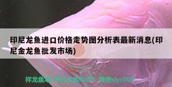 虎魚病了求教 虎魚病了求教 虎魚百科 第1張