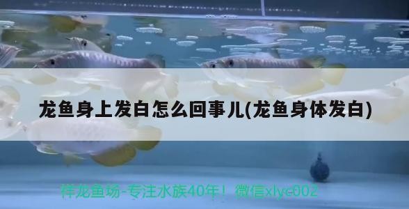 換完白底虎魚還是挺好看的 虎魚百科 第1張 換完白底虎魚還是挺好看的 換完白底虎魚還是挺好看的 虎魚百科 第1張