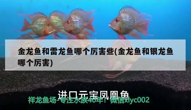 金龍魚和雷龍魚哪個(gè)厲害些(金龍魚和銀龍魚哪個(gè)厲害)
