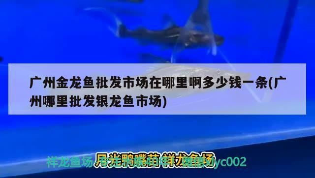 噴點(diǎn)珍珠虎魚能長多大：馬來西亞最貴的淡水魚