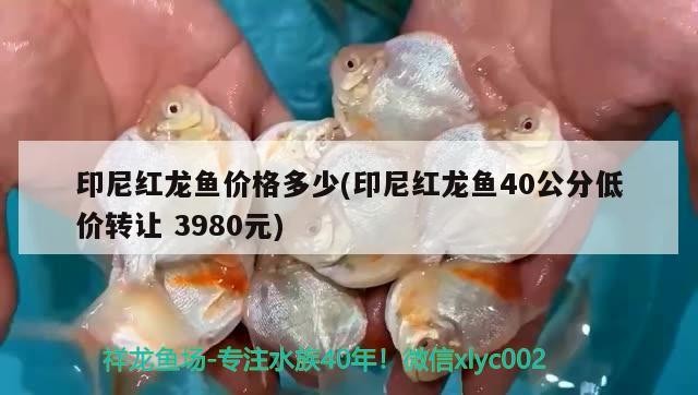 印尼紅龍魚價格多少(印尼紅龍魚40公分低價轉讓3980元)