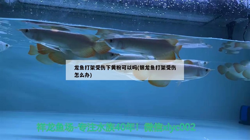 龍魚打架受傷下黃粉可以嗎(銀龍魚打架受傷怎么辦)