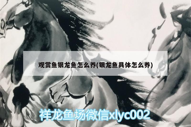 觀賞魚銀龍魚怎么養(銀龍魚具體怎么養)