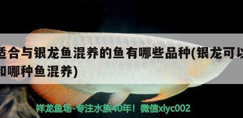 適合與銀龍魚混養的魚有哪些品種(銀龍可以和哪種魚混養) 適合與銀龍魚混養的魚有哪些品種(銀龍可以和哪種魚混養) 銀龍魚百科