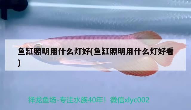 世界上最大歌利亞虎魚，人掉海里會被什么魚吃掉