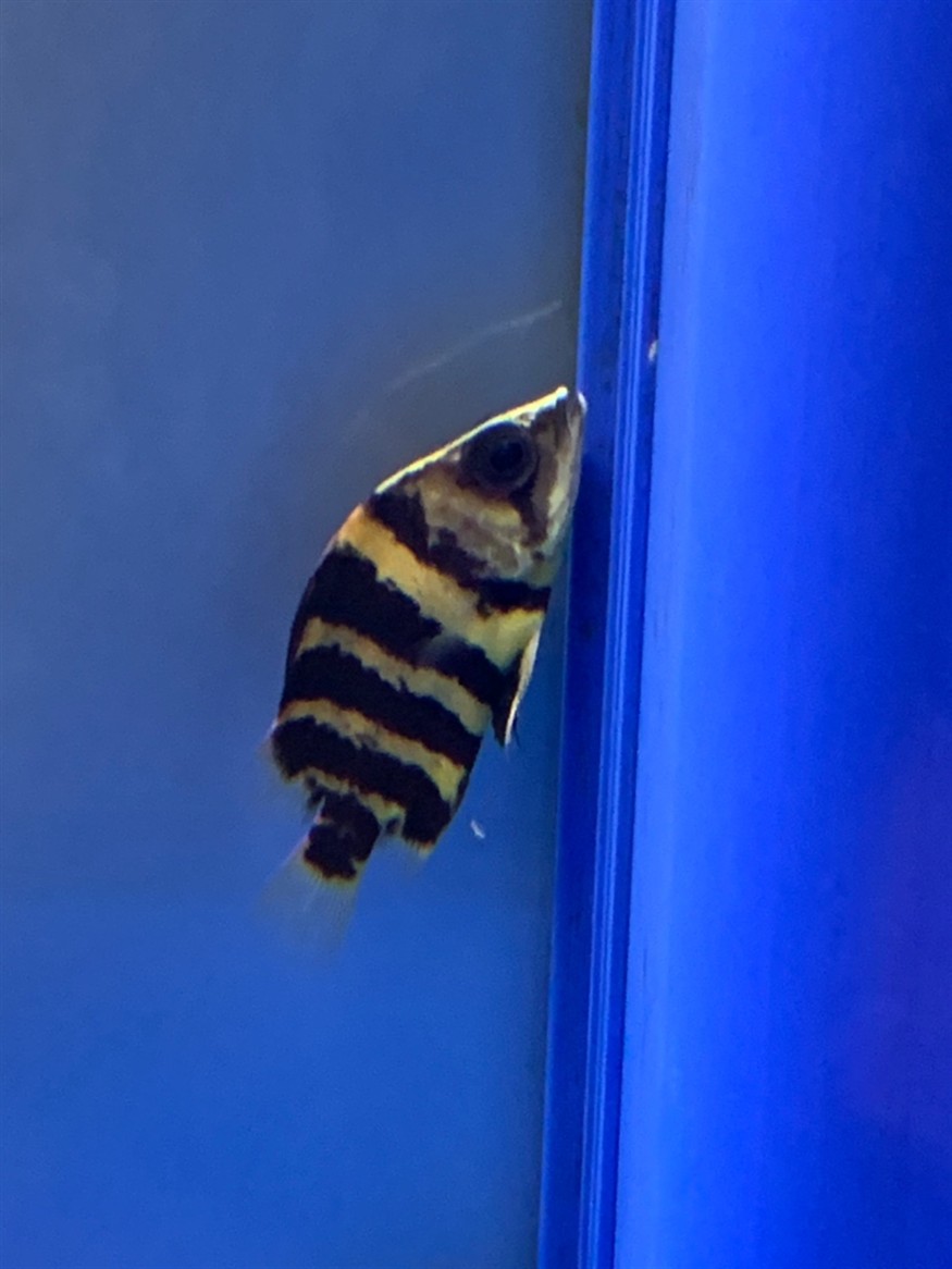 虎魚(yú)瘦了不吃東西怎么情況 虎魚(yú)瘦了不吃東西怎么情況 虎魚(yú)百科 第1張