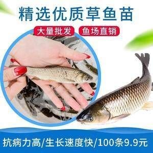 龍魚(yú)吃草魚(yú)還是鯽魚(yú)