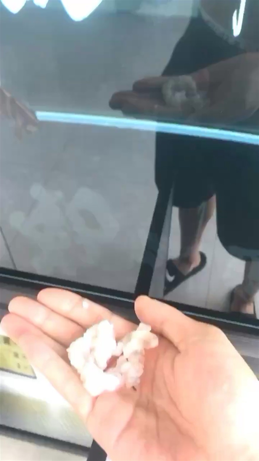 喂食狀態 喂食狀態 紅龍魚百科