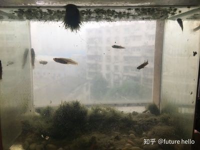 超小型魚缸能養什么魚：小魚缸養魚注意事項 超小型魚缸能養什么魚：小魚缸養魚注意事項 魚缸百科 第1張