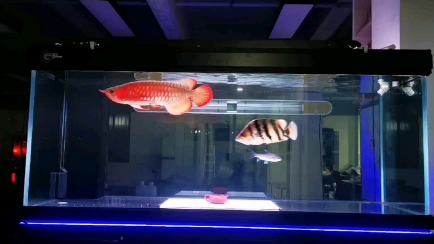 養這條龍魚有點費虎 養這條龍魚有點費虎 虎魚百科 第1張