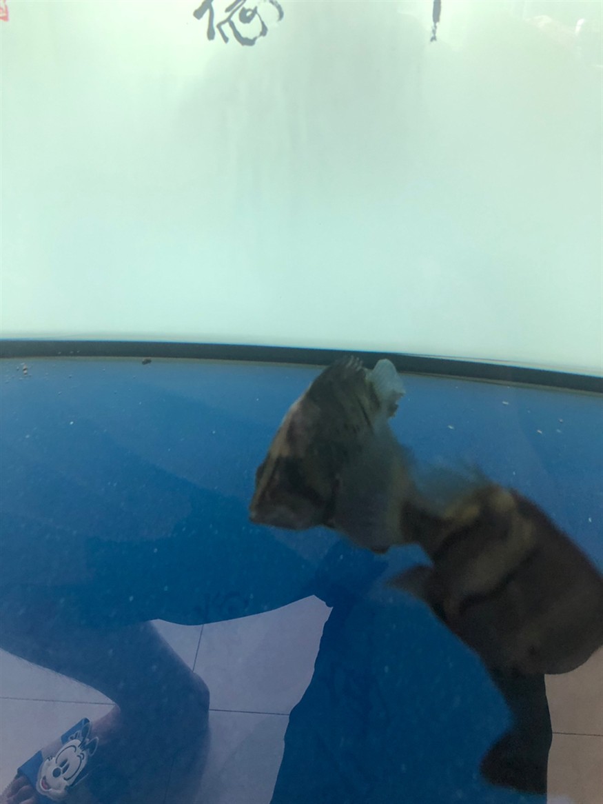 小虎魚病了
