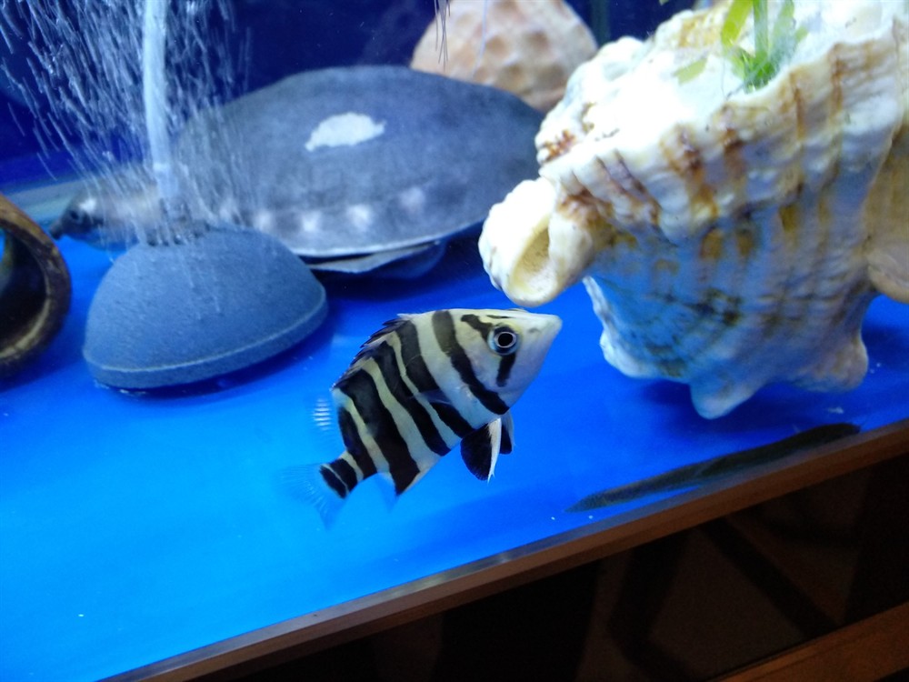 今天虎魚的狀態都可以