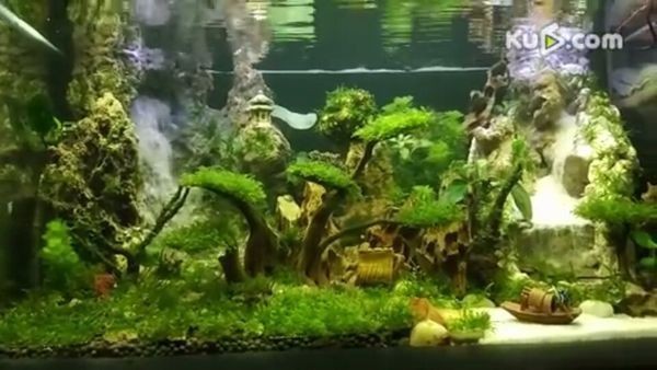 成品魚缸適合造什么景觀：成品缸養魚的注意事項