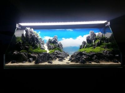 成品魚缸適合造什么景觀：成品缸養魚的注意事項