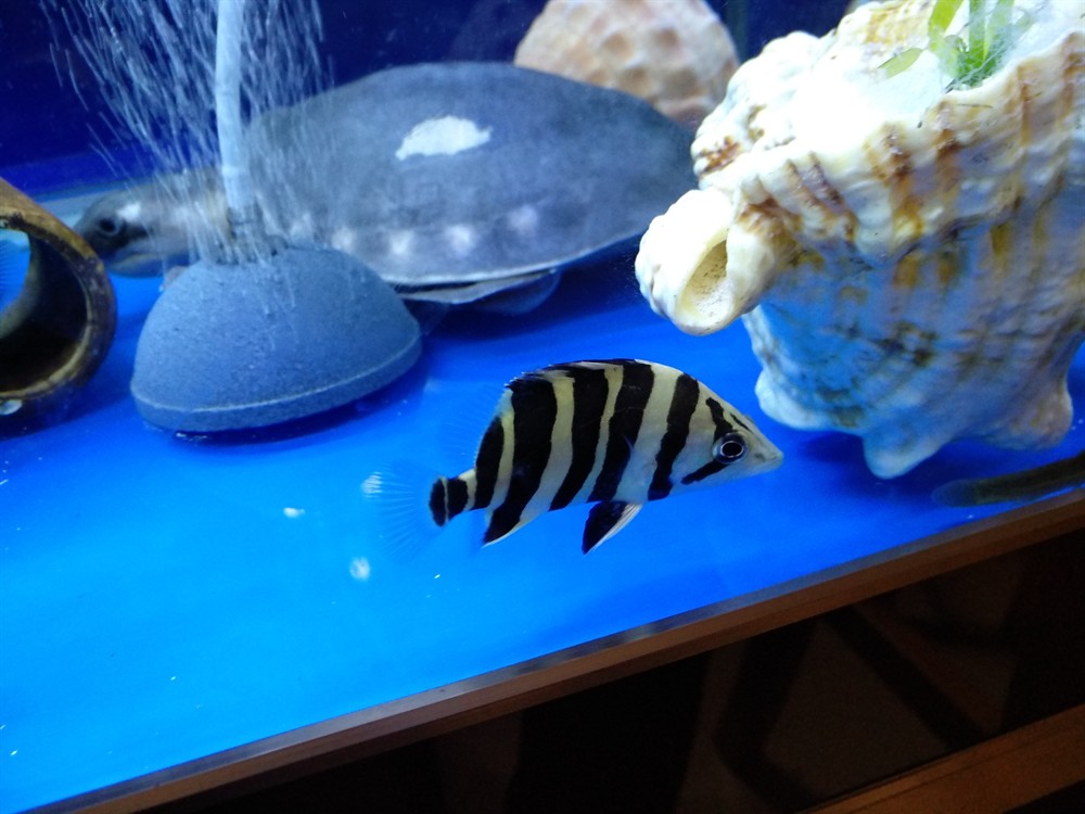 今天虎魚的狀態都可以