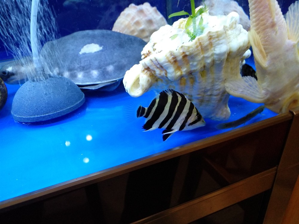 今天虎魚的狀態都可以