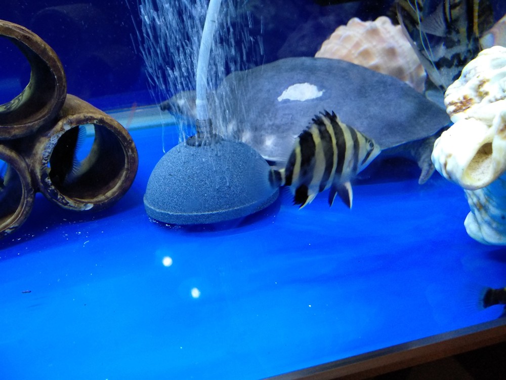 今天虎魚的狀態都可以