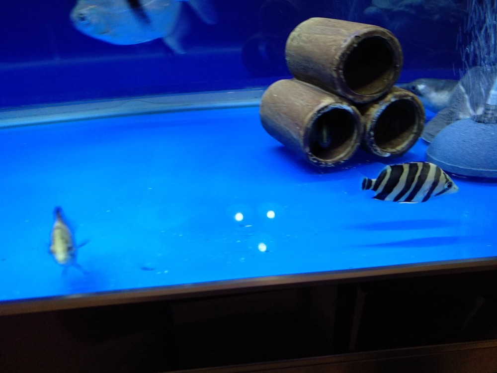 今天虎魚的狀態都可以