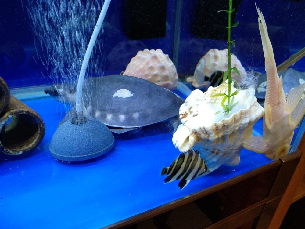 今天虎魚的狀態都可以