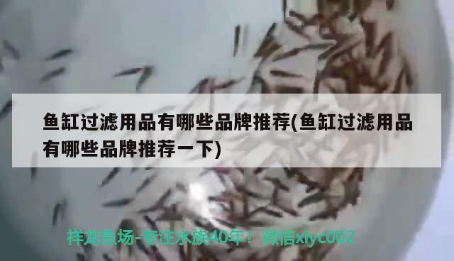 四紋虎魚怎么養，我家有一個80厘米的魚缸，可以養泰國虎魚嗎