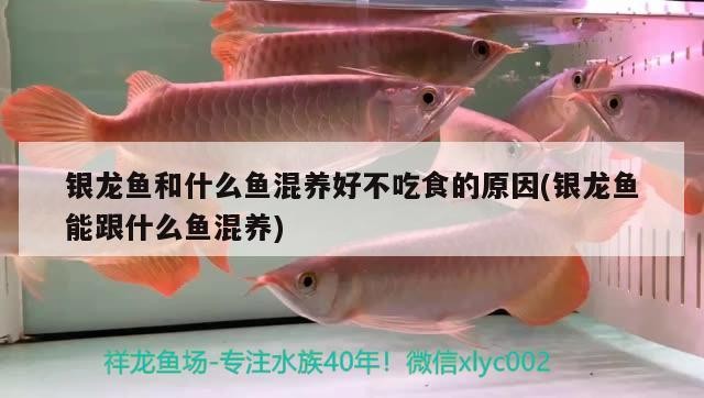 銀龍魚和什么魚混養好不吃食的原因(銀龍魚能跟什么魚混養)