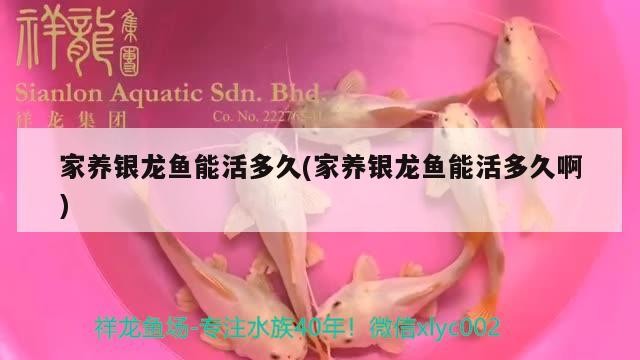 家養銀龍魚能活多久(家養銀龍魚能活多久啊)