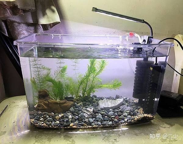 打造魚缸生態圈的方法:如何打造一個大型的魚缸生態圈 魚缸百科 第1張 打造魚缸生態圈的方法:如何打造一個大型的魚缸生態圈 打造魚缸生態圈的方法:如何打造一個大型的魚缸生態圈 魚缸百科 第1張