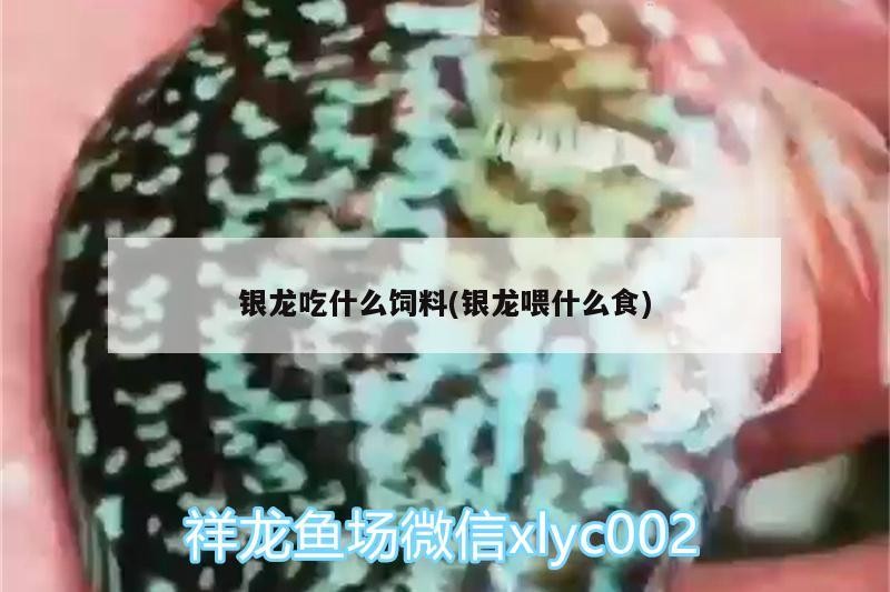 銀龍吃什么飼料(銀龍喂什么食) 銀龍吃什么飼料(銀龍喂什么食) 虎魚百科
