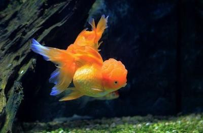 大連市甘井子區西南路海天水族經銷部（大連海天大酒店地址） 大連市甘井子區西南路海天水族經銷部（大連海天大酒店地址） 全國水族館企業名錄 第1張