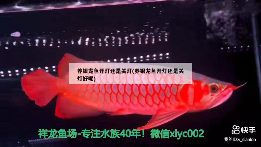 養銀龍魚開燈還是關燈(養銀龍魚開燈還是關燈好呢)