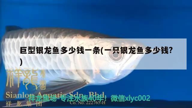 巨型銀龍魚多少錢一條(一只銀龍魚多少錢?)
