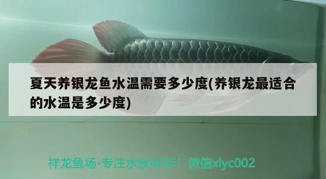 夏天養銀龍魚水溫需要多少度(養銀龍最適合的水溫是多少度)