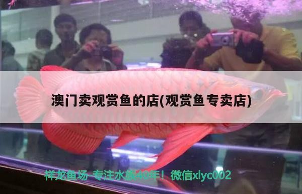 怪招虎魚