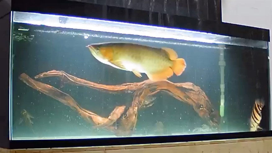 沉木入缸 龍魚不打架了 虎魚更明了