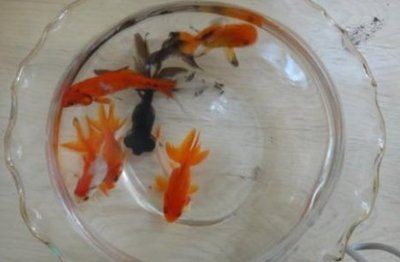 把墨水倒進(jìn)魚缸作文：“把墨水倒進(jìn)魚缸”的作文示例：一個(gè)不少于300字的作文示例