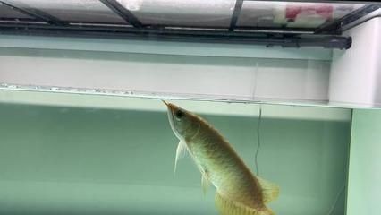 龍魚狀態不好,一驚一乍怎么回事兒
