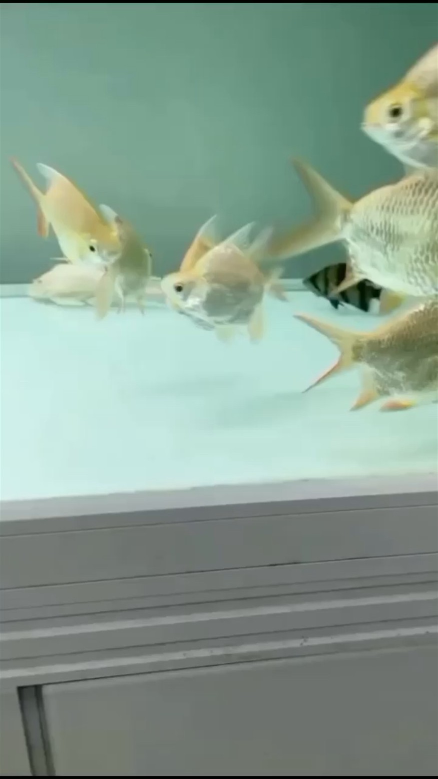 泰國鯽 龍虎魚最佳配魚