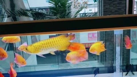 愛(ài)上魚(yú)魚(yú)缸實(shí)體店：“愛(ài)上魚(yú)魚(yú)缸實(shí)體店”具體信息可能需要進(jìn)一步確認(rèn)