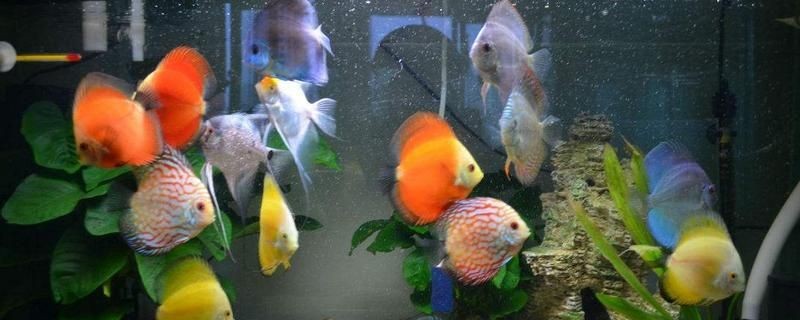1.2米魚(yú)缸養(yǎng)多少條七彩：1.2米魚(yú)缸養(yǎng)七彩神仙魚(yú)數(shù)量的幾個(gè)關(guān)鍵信息點(diǎn)