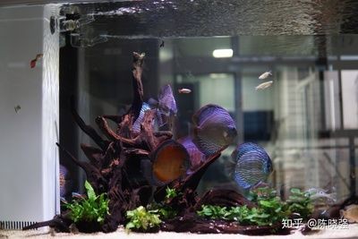 1.2米魚(yú)缸養(yǎng)多少條七彩：1.2米魚(yú)缸養(yǎng)七彩神仙魚(yú)數(shù)量的幾個(gè)關(guān)鍵信息點(diǎn)