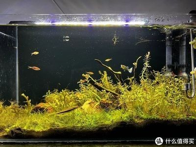 大魚缸水草哪種好養(yǎng)一點：大魚缸水草怎么養(yǎng)？