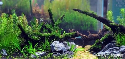 大魚缸水草哪種好養(yǎng)一點：大魚缸水草怎么養(yǎng)？