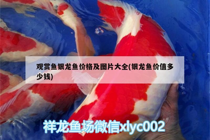觀賞魚銀龍魚價格及圖片大全(銀龍魚價值多少錢)