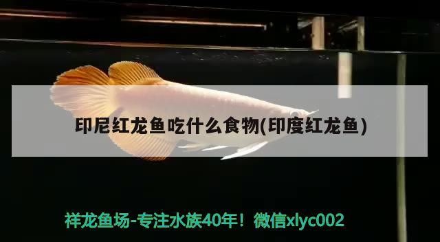 印尼紅龍魚吃什么食物(印度紅龍魚)