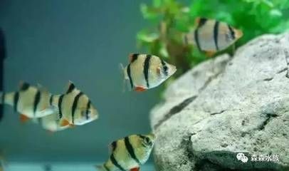 大魚缸金魚長白毛水怎么辦呀：如何處理大魚缸金魚長白毛的水