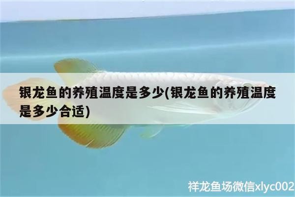 銀龍魚的養殖溫度是多少(銀龍魚的養殖溫度是多少合適) 銀龍魚的養殖溫度是多少(銀龍魚的養殖溫度是多少合適) 銀龍魚百科