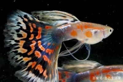 龍魚狀態不好怎么調整水質