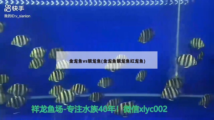 金龍魚vs銀龍魚(金龍魚銀龍魚紅龍魚)