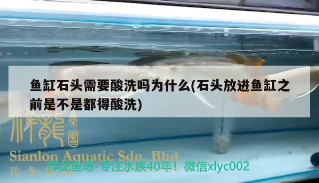泰虎魚中之王者水中之貴族 泰虎魚中之王者水中之貴族 虎魚百科 第2張