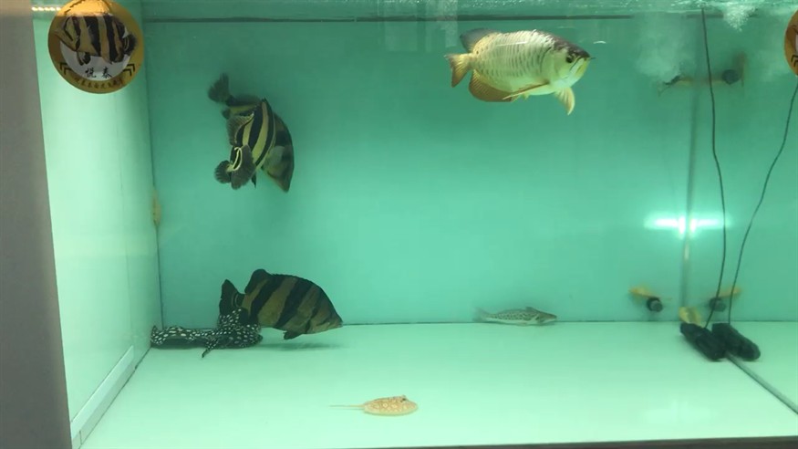 有龍有虎有魟這缸魚夠不夠主流